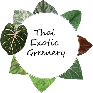 Anthurium Red Vein Dark Phoenix (RVDP)