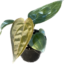 Load image into Gallery viewer, Anthurium luxurians x besseae aff (seedling)
