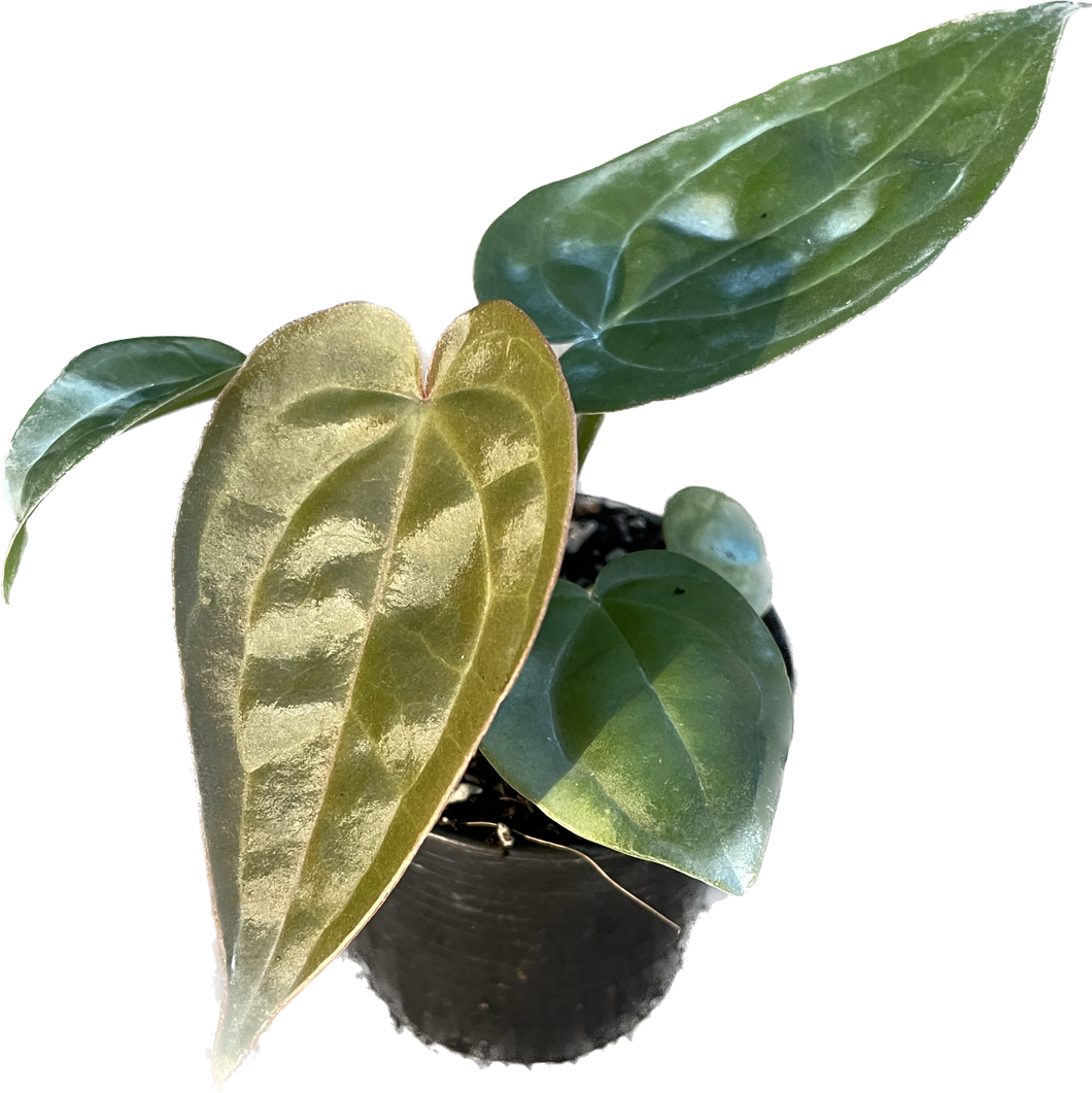 Anthurium luxurians x besseae aff (seedling)