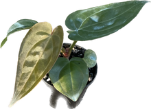 Load image into Gallery viewer, Anthurium luxurians x besseae aff (seedling)
