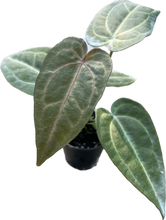 Load image into Gallery viewer, Anthurium (magnificum x moronense) x ace of spades (seedling)
