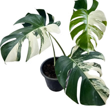 Load image into Gallery viewer, Rare Monstera borsigiana albo with international export from Thailand
