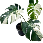 Rare Monstera borsigiana albo with international export from Thailand
