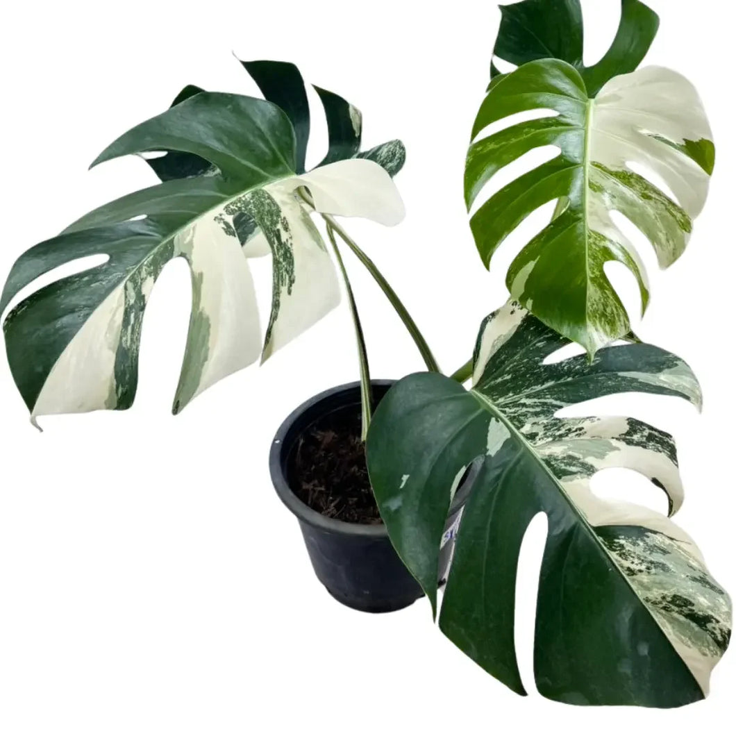 Monstera borsigiana albo variegated - TEG – Thai Exotic Greenery Monstera borsigiana albo variegated - TEG – Thai Exotic Greenery