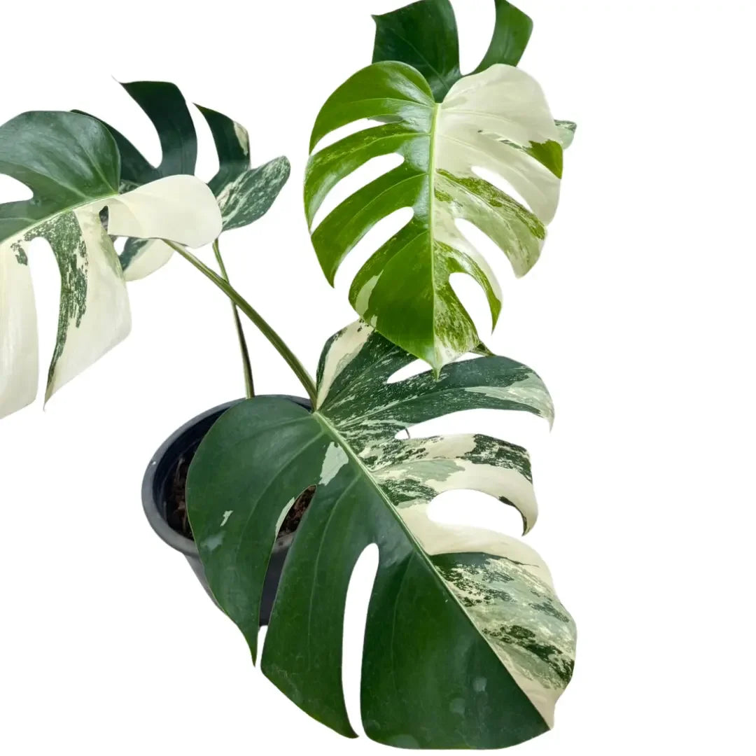 monstera albo leaf Monstera borsigiana albo variegated