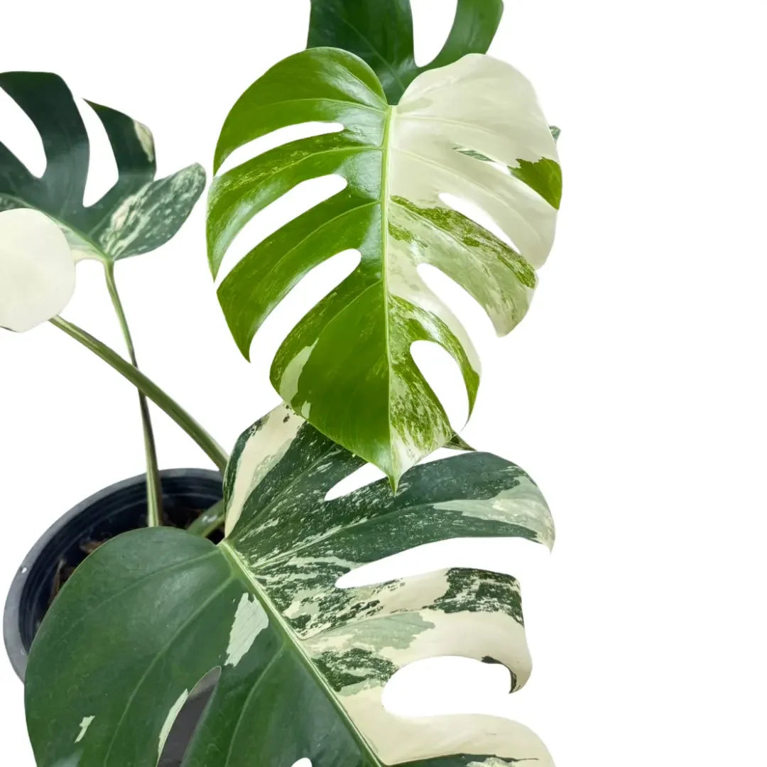 monstera deliciosa albo borsigiana for sale Monstera borsigiana albo variegated