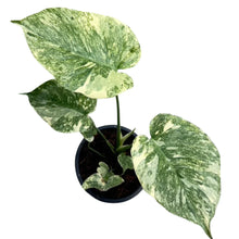 Load image into Gallery viewer, Monstera Green Snow with deep green marbled foliage and creamy variegation in a pot, viewed from above
