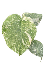 Load image into Gallery viewer, Monstera Green Snow with deep green marbled foliage and creamy variegation in a pot, viewed from above
