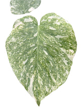 Load image into Gallery viewer, Monstera Green Snow with deep green marbled foliage and creamy variegation in a pot, viewed from above
