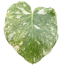 Load image into Gallery viewer, Monstera Green Snow with deep green marbled foliage and creamy variegation in a pot, viewed from above
