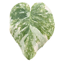 Load image into Gallery viewer, Monstera Green Snow with deep green marbled foliage and creamy variegation in a pot, viewed from above
