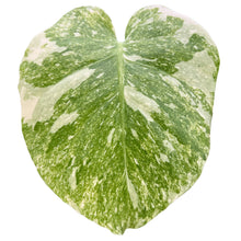 Load image into Gallery viewer, Monstera Green Snow with deep green marbled foliage and creamy variegation in a pot, viewed from above
