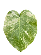 Load image into Gallery viewer, Monstera Green Snow with deep green marbled foliage and creamy variegation in a pot, viewed from above
