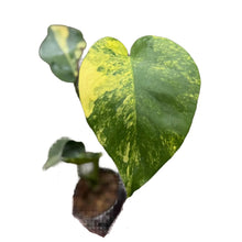 Load image into Gallery viewer, Monstera deliciosa aurea

