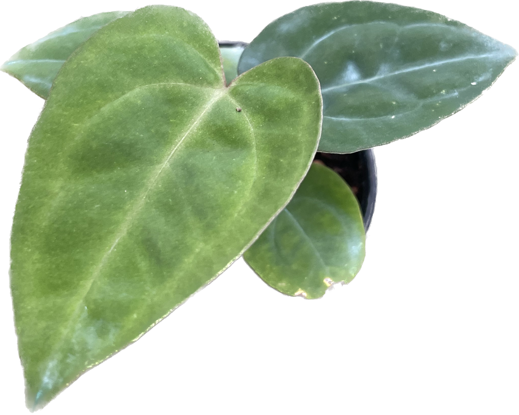 Anthurium papillilaminum x papillilaminum (seedling)