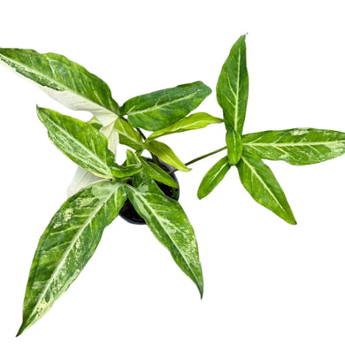 Syngonium Angustatum Variegated with elongated arrow-shaped green leaves featuring creamy white marbling, potted in a black pot