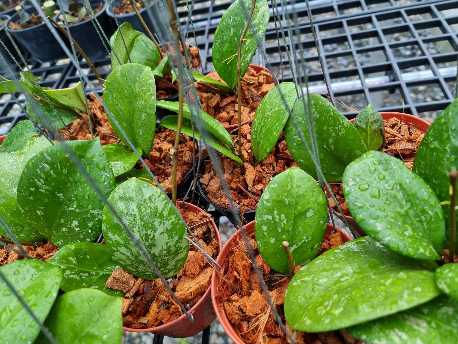 Hoya michele splash Thai Exotic Greenery