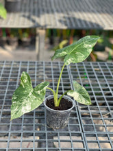 Load image into Gallery viewer, Alocasia macrorrhizos variegated
