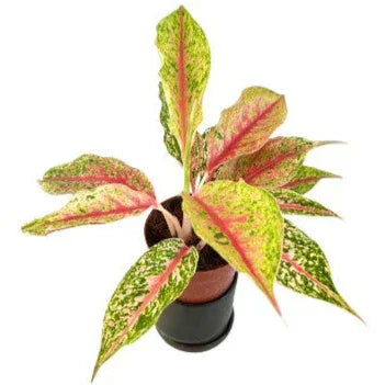 aglaonema koh samui Aglaonema Lai Nam Thong