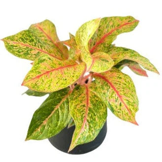 laksap aglaonema Aglaonema Lak Sup