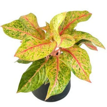 Load image into Gallery viewer, Aglaonema Lak Sup with pink-red center leaves and green variegated edges in a pot.
