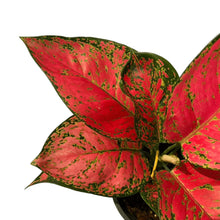 Load image into Gallery viewer, Aglaonema Red Anyamanee with vibrant red and green speckled leaves in a pot.
