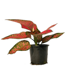 Load image into Gallery viewer, Aglaonema Red Anyamanee with vibrant red and green speckled leaves in a pot.

