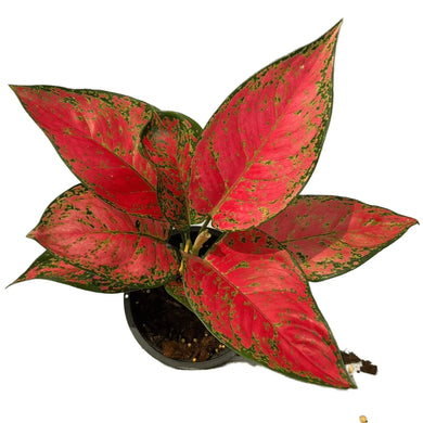 Aglaonema Red Anyamanee with vibrant red and green speckled leaves in a pot.