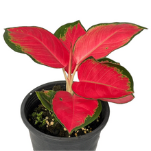 Load image into Gallery viewer, Aglaonema Suksom Jaipong with vivid red leaves and green margins in a black pot.
