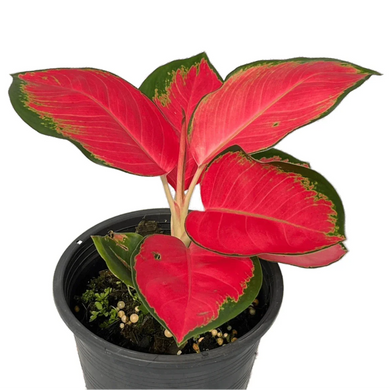 Aglaonema Suksom Jaipong with vivid red leaves and green margins in a black pot.