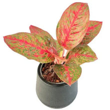 Load image into Gallery viewer, Aglaonema Supmongkol with bright red leaves and green speckled variegation in a pot on white background.
