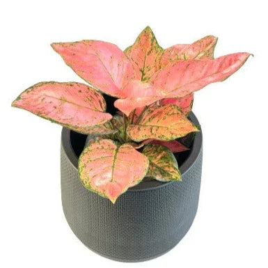 aglaonema soft leaves Aglaonema Valentine