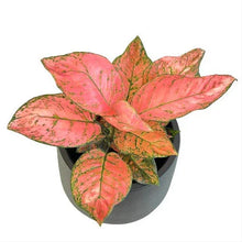 Load image into Gallery viewer, Aglaonema Valentine with soft pink leaves and green speckled variegation in a pot on white background.
