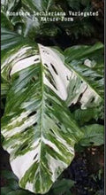 Load image into Gallery viewer, Monstera lechleriana variegated
