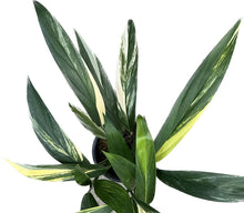 Load image into Gallery viewer, Epipremnum amplissimum variegated plant with elongated green leaves and creamy white streaks
