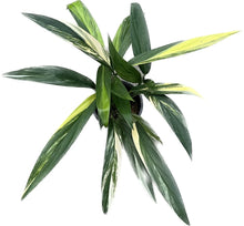 Load image into Gallery viewer, Epipremnum amplissimum variegated plant with elongated green leaves and creamy white streaks
