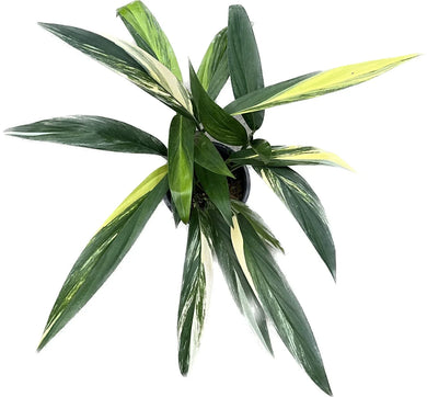 Epipremnum amplissimum variegated plant with elongated green leaves and creamy white streaks