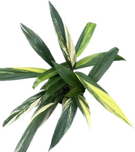 Load image into Gallery viewer, Epipremnum amplissimum variegated plant with elongated green leaves and creamy white streaks
