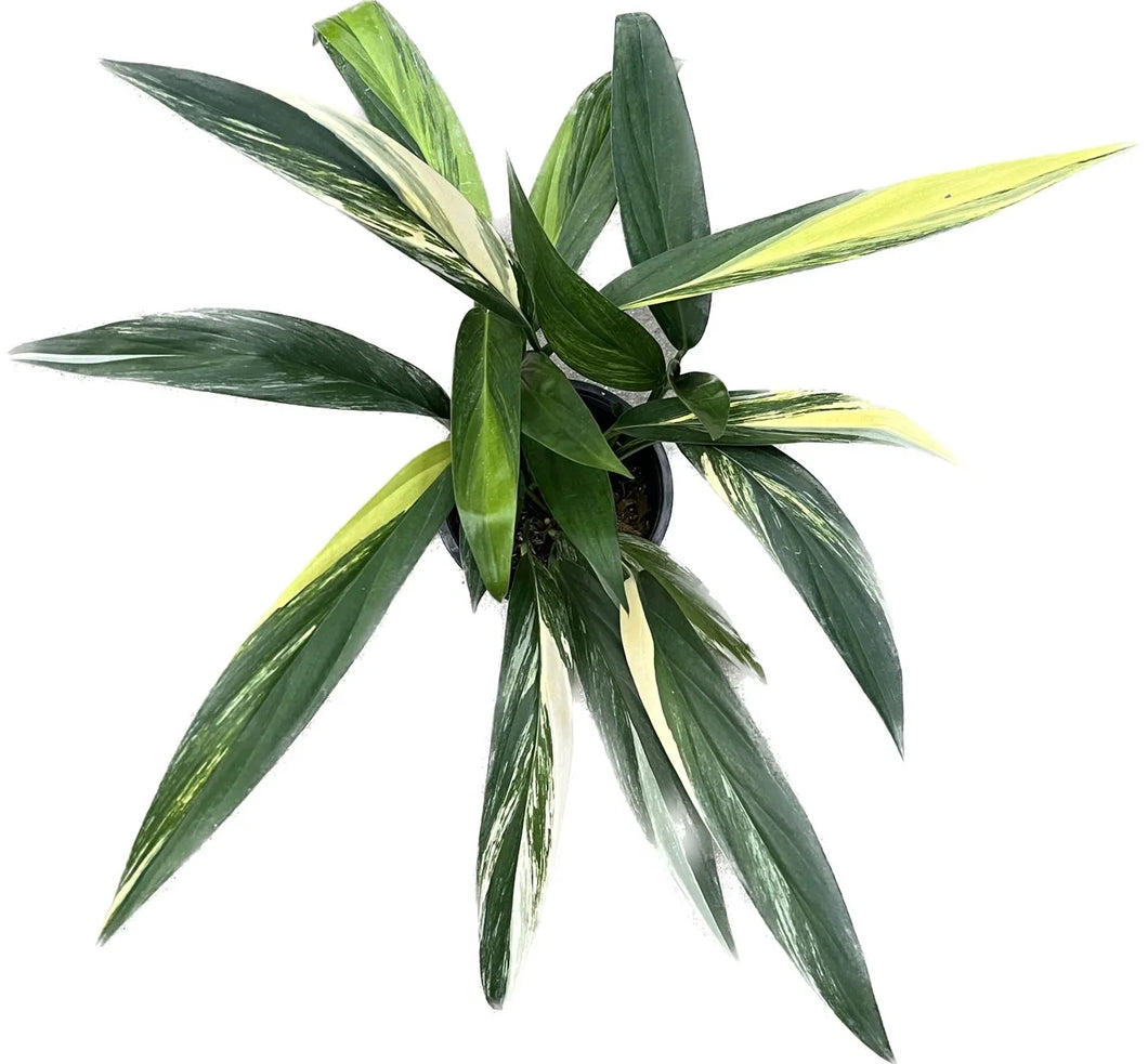 Epipremnum amplissimum variegated plant with elongated green leaves and creamy white streaks