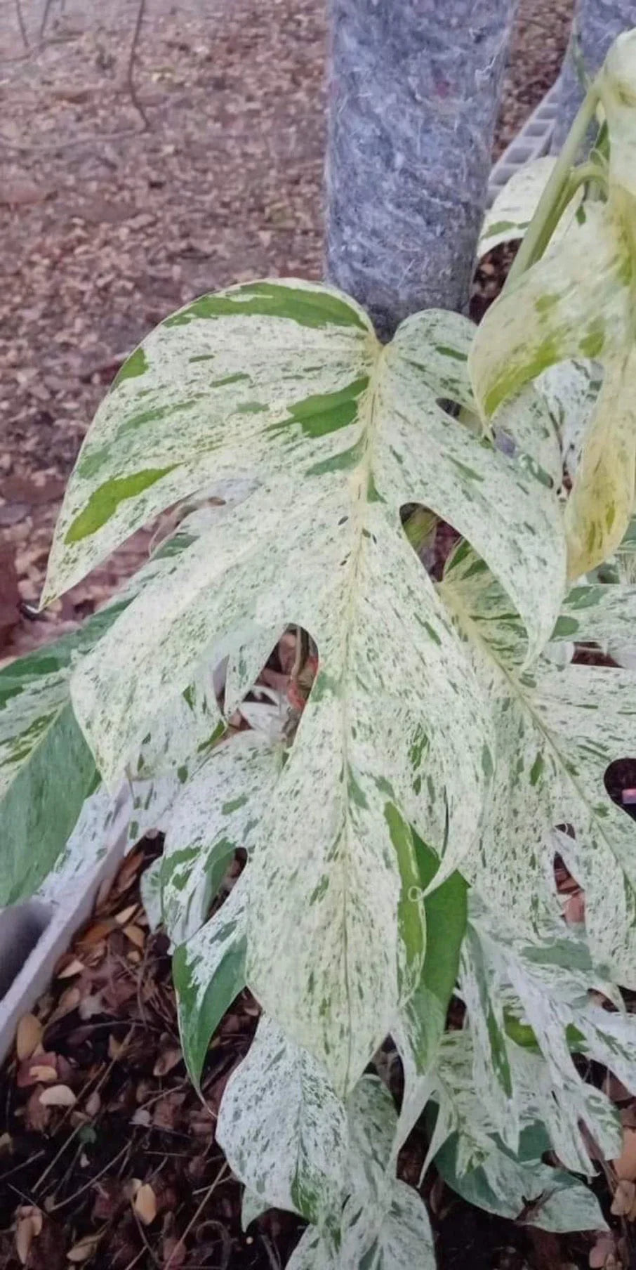 monstera epipremnum pinnatum variegata Epipremnum pinnatum variegata 'Marble'