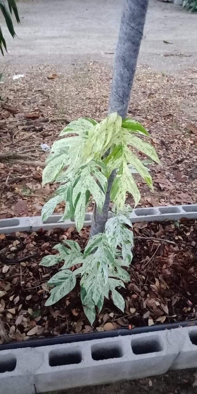 Epipremnum pinnatum variegata 'Marble'