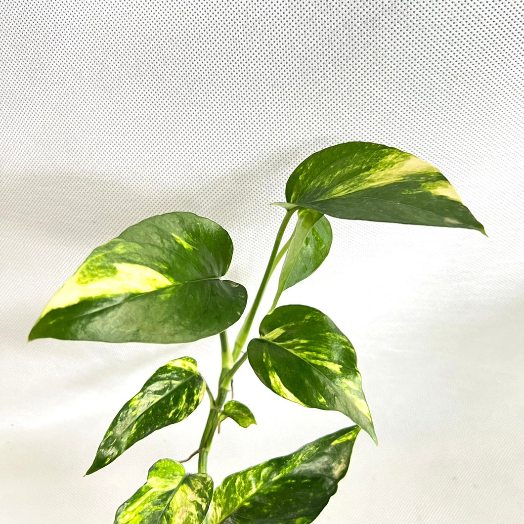 Rooted Epipremnum Yellow Flame - US STOCK - LOCAL PICKUP AVAILABLE –  greenroomplanter