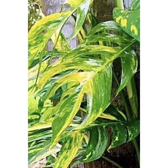 Epipremnum pinnatum yellow flame no. 1 – Thai Exotic Greenery