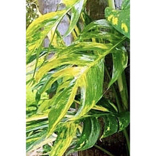 Load image into Gallery viewer, Epipremnum pinnatum yellow flame no. 1
