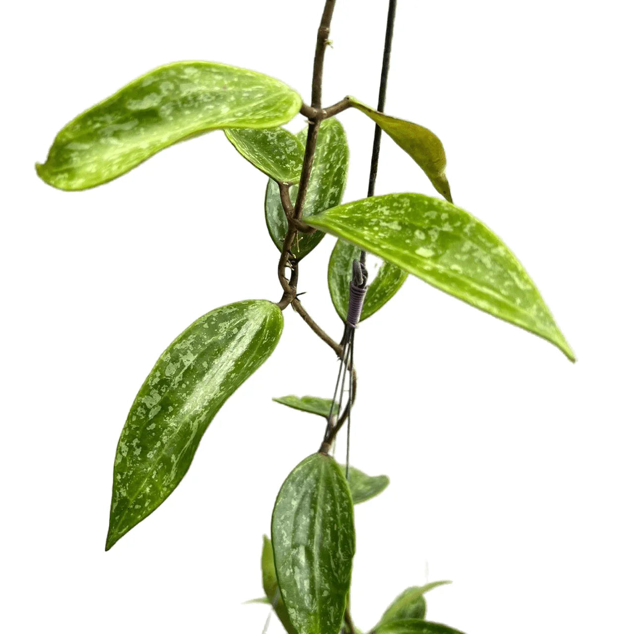 Hoya Rangsan Splash variegated - TEG | Silver-Streaked Elegance