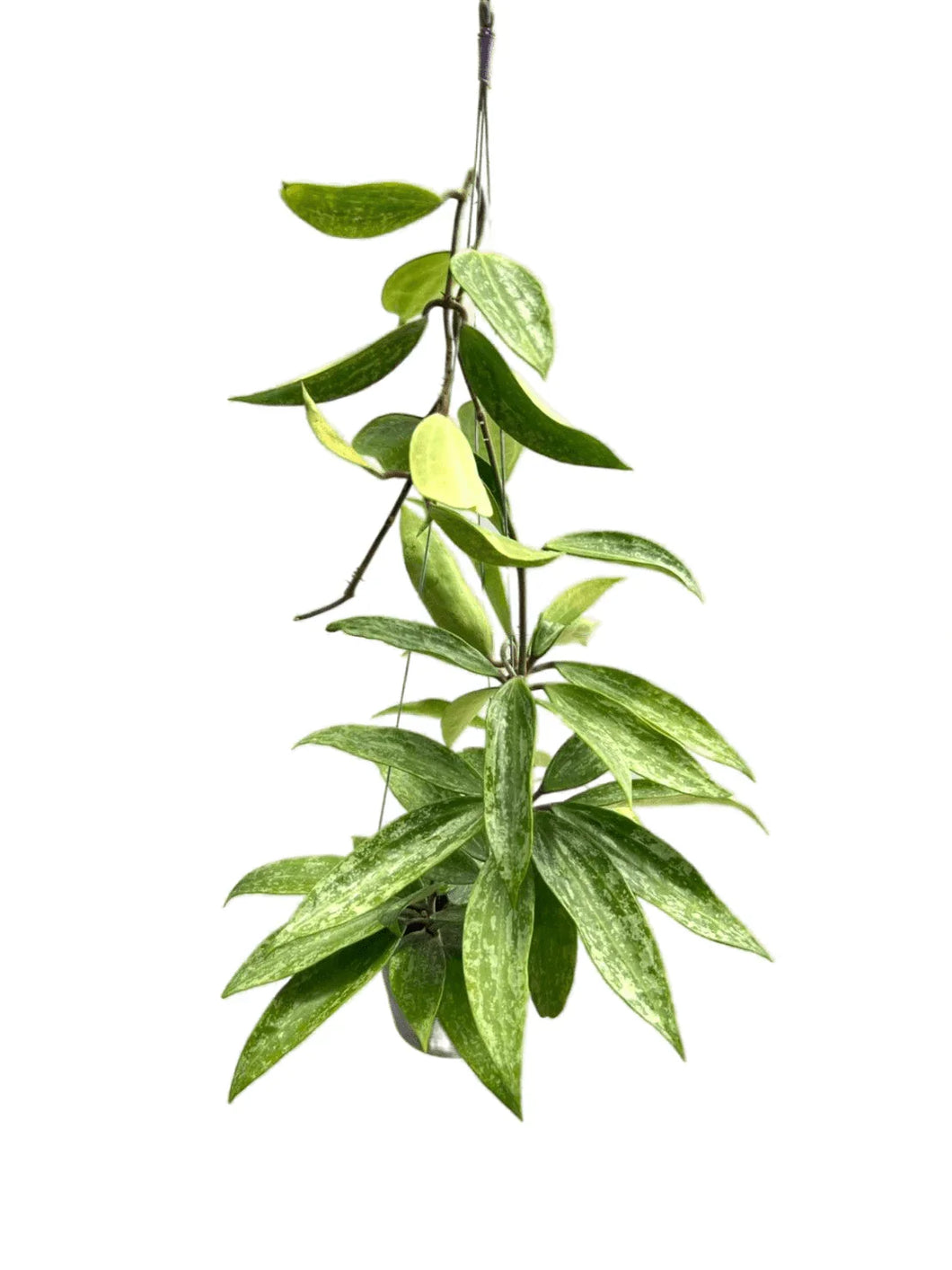Hoya Rangsan Splash variegated with long green leaves and silver splashes in a hanging pot
