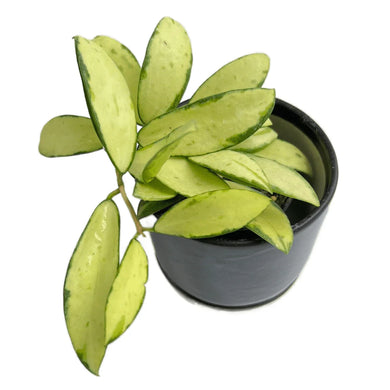 Hoya acuta variegated with yellow and green leaves in a black pot