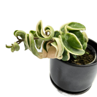 Variegated Hoya carnosa ‘Compacta Albomarginata’ with curled creamy white and green leaves in a pot.