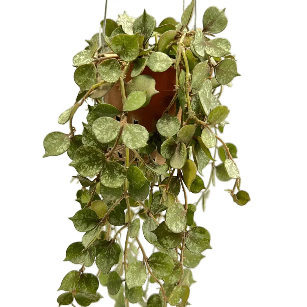 Hoya curtisii variegated with small heart-shaped silver-speckled leaves in a hanging pot