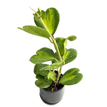 Load image into Gallery viewer, Hoya kerrii inner variegated with heart-shaped green leaves and yellow centers in a black pot
